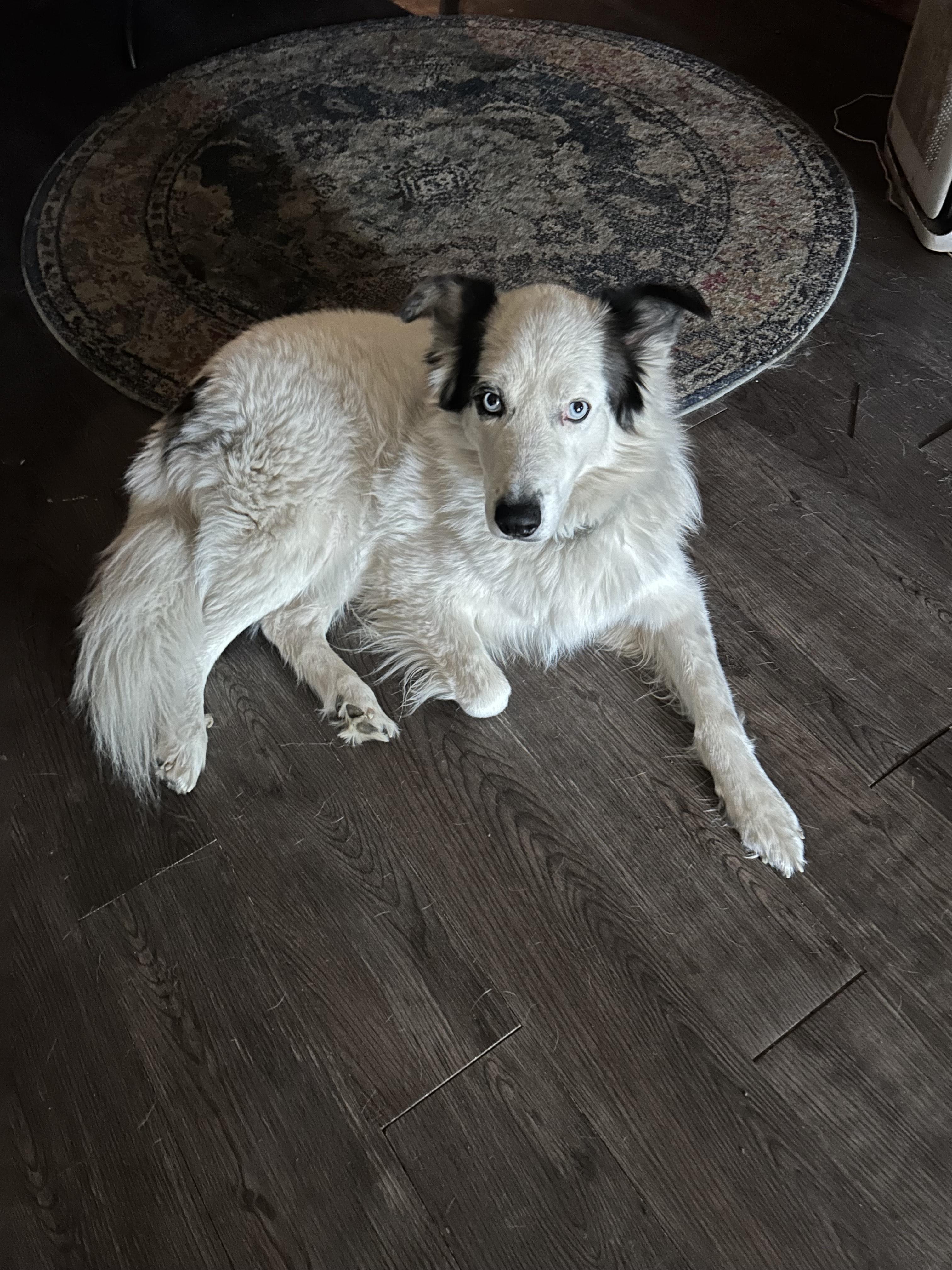 Enlarge Ghost, an adoptable Australian Shepherd in Lakeland, FL image 1/2