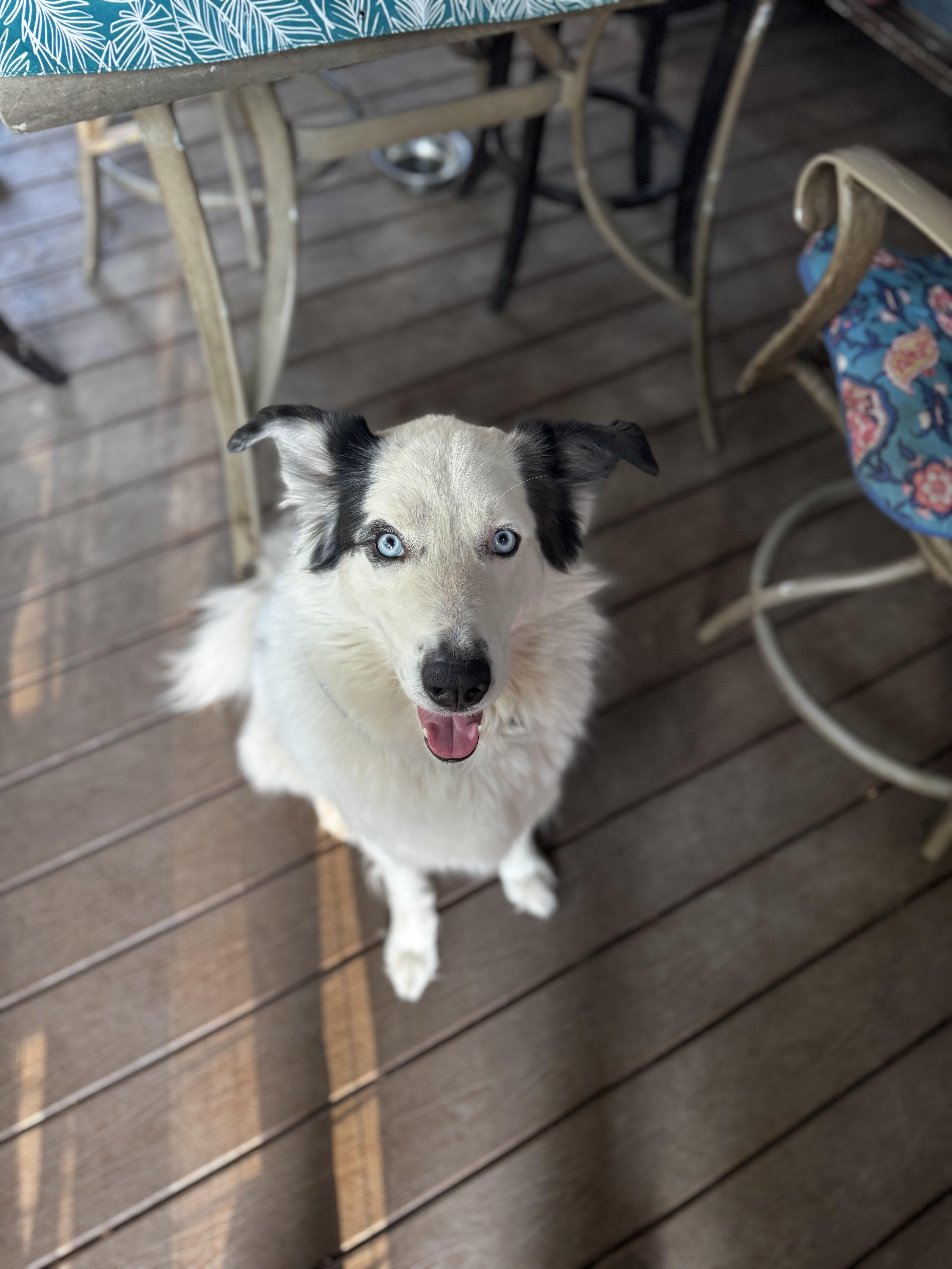 Enlarge Ghost, an adoptable Australian Shepherd in Lakeland, FL image 2/2