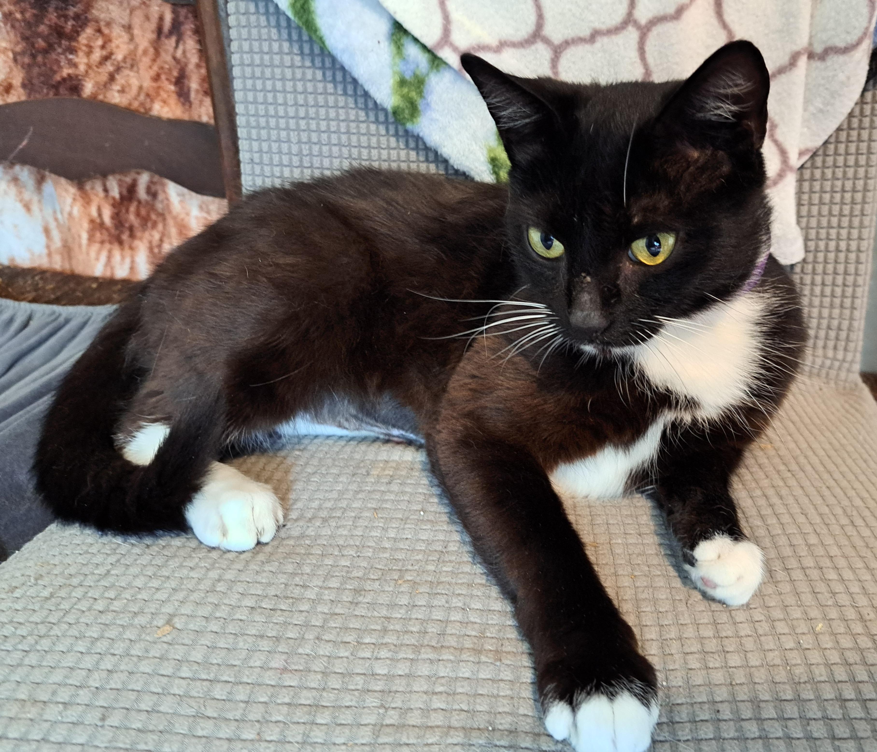 Priscilla photo 2