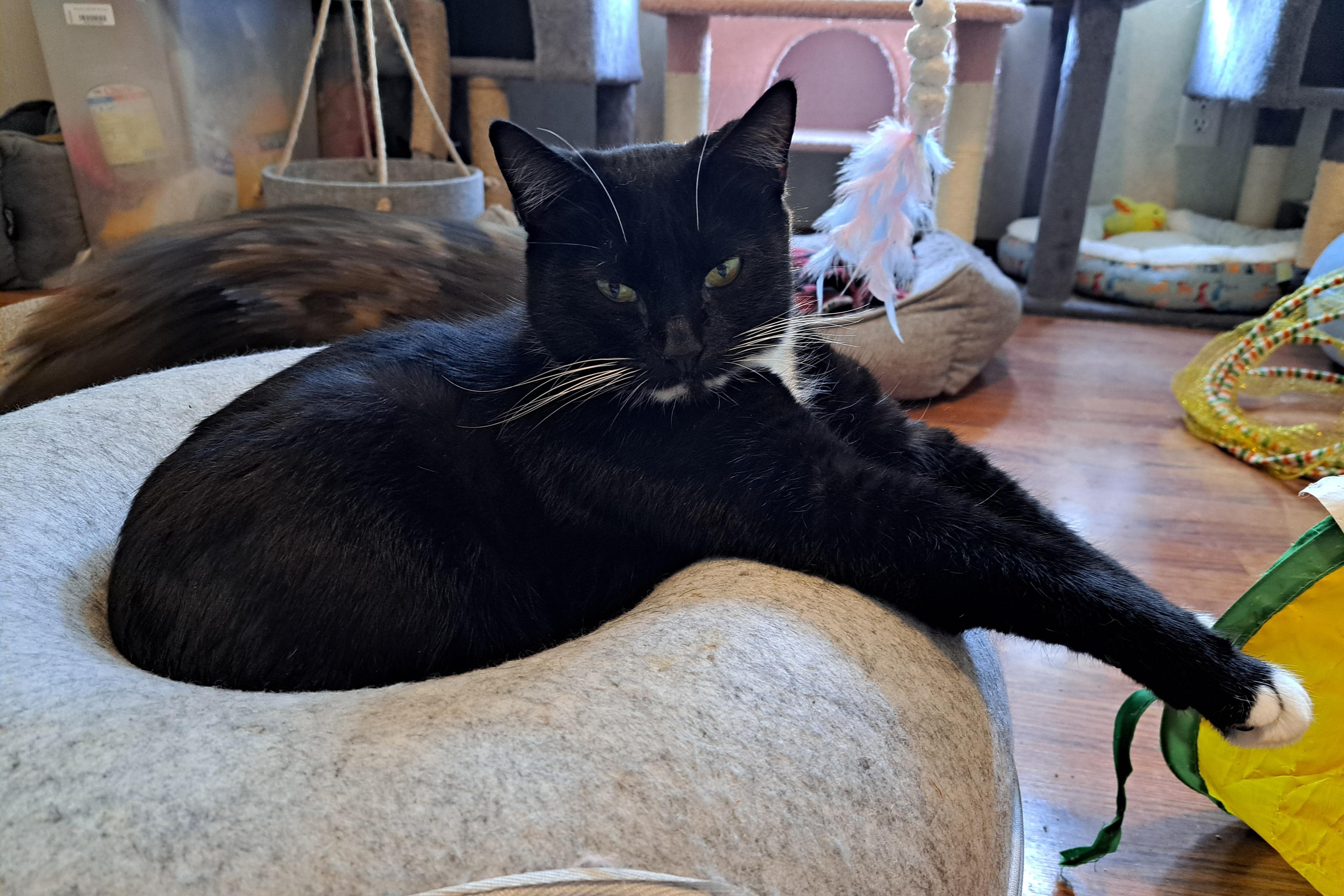 Enlarge Priscilla, a Adoptable Tuxedo in Granite Falls, NC image 6/6