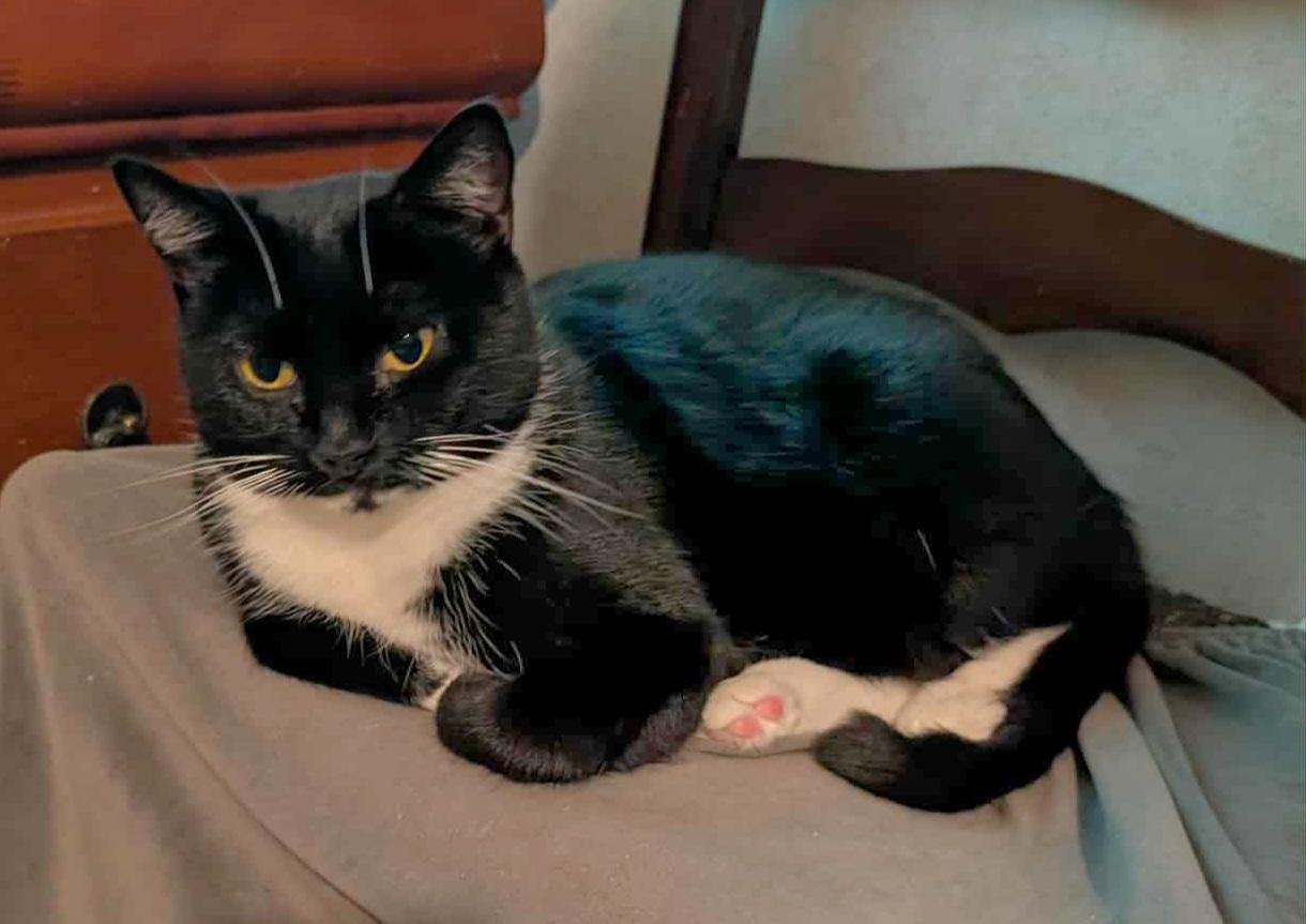 Enlarge Priscilla, a Adoptable Tuxedo in Granite Falls, NC image 4/6