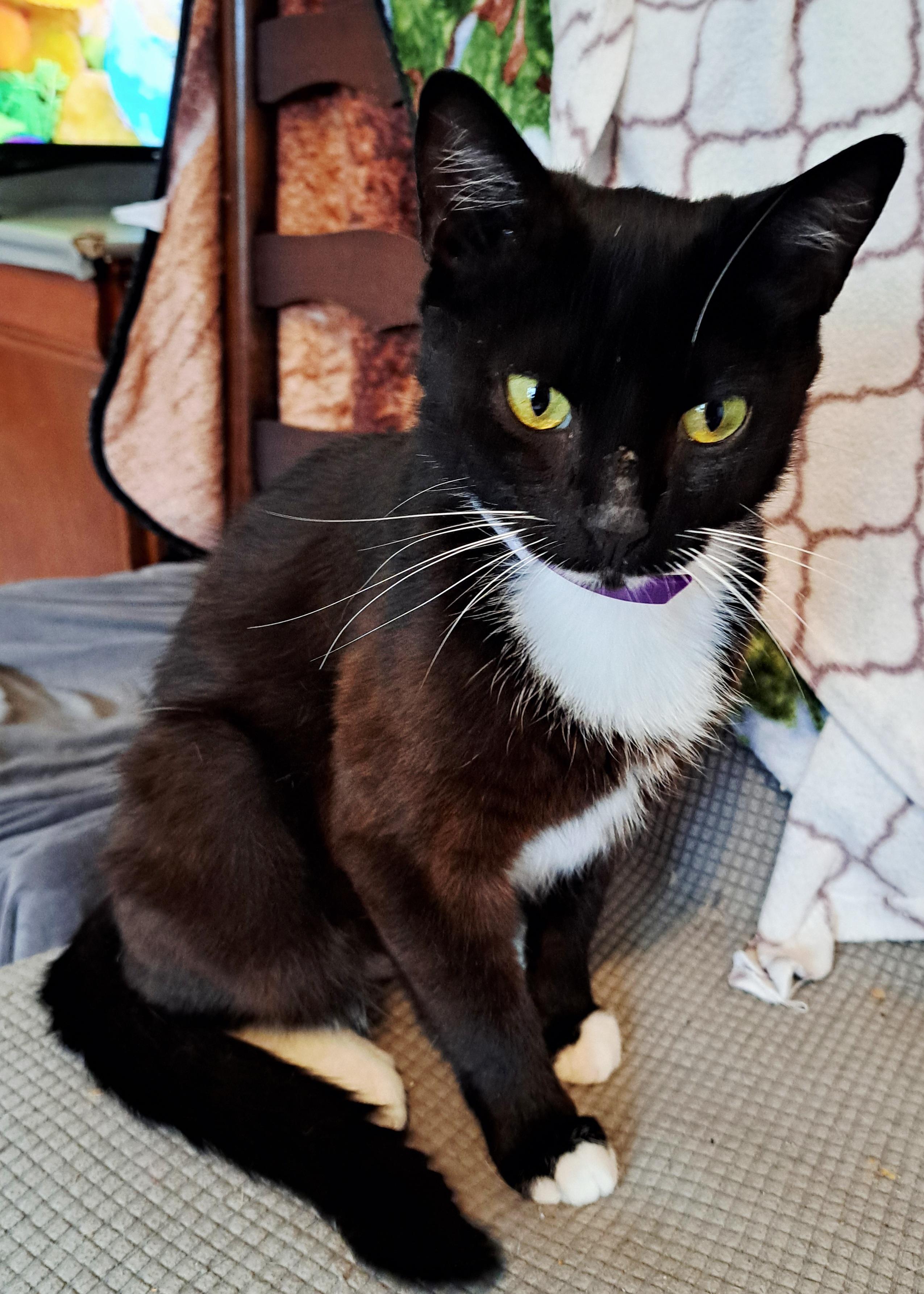 Priscilla photo 3