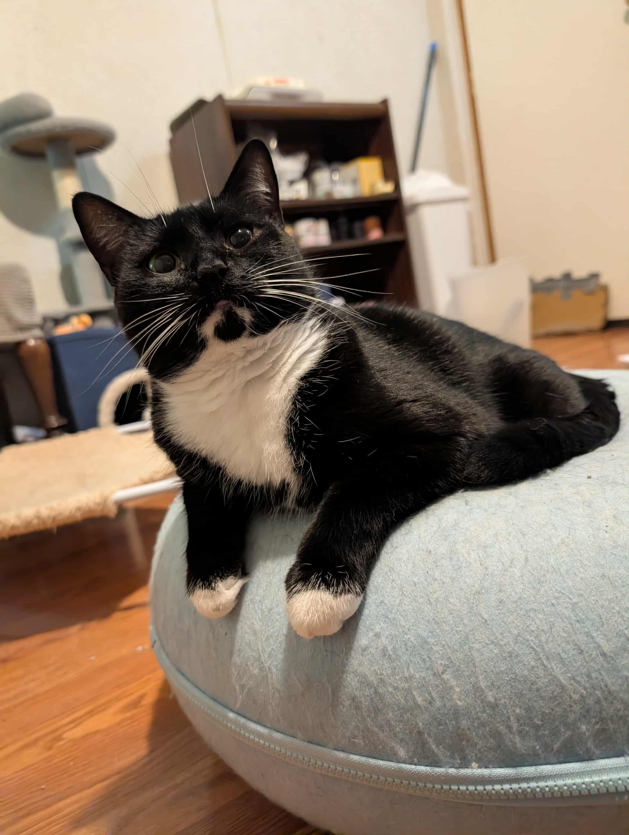 Enlarge Priscilla, a Adoptable Tuxedo in Granite Falls, NC image 1/6