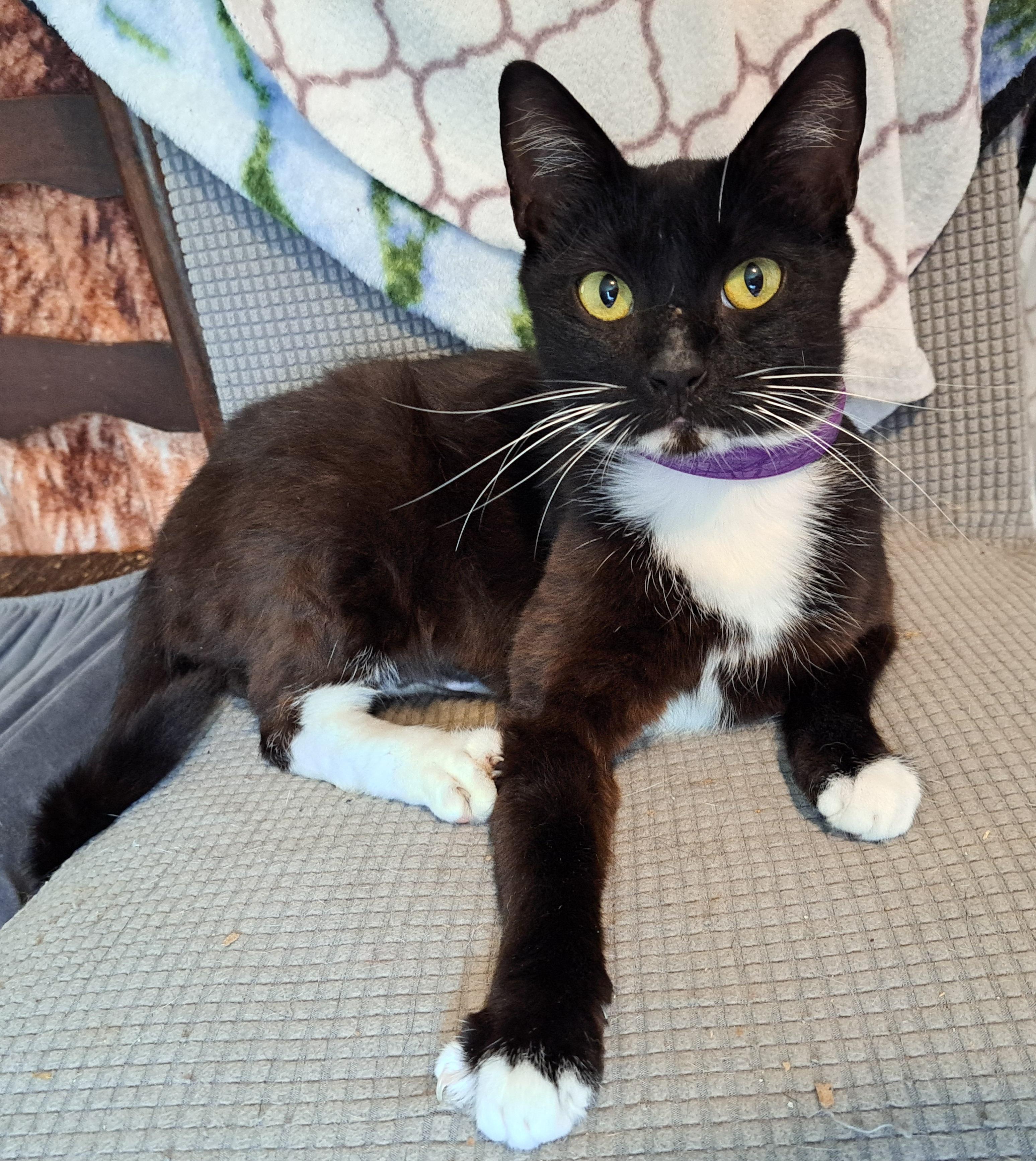 Priscilla, Adult Female unknown
