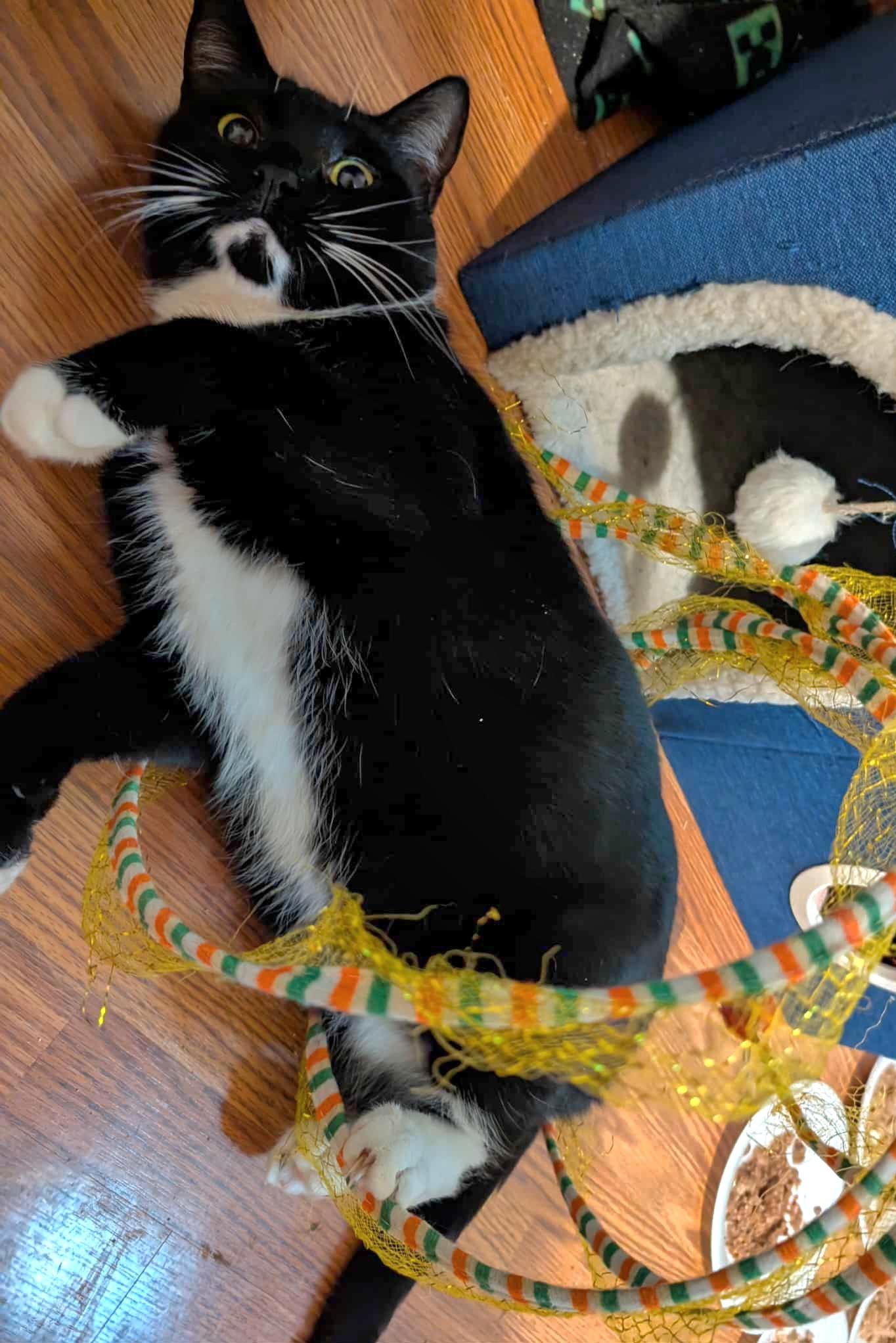 Enlarge Priscilla, a Adoptable Tuxedo in Granite Falls, NC image 5/6