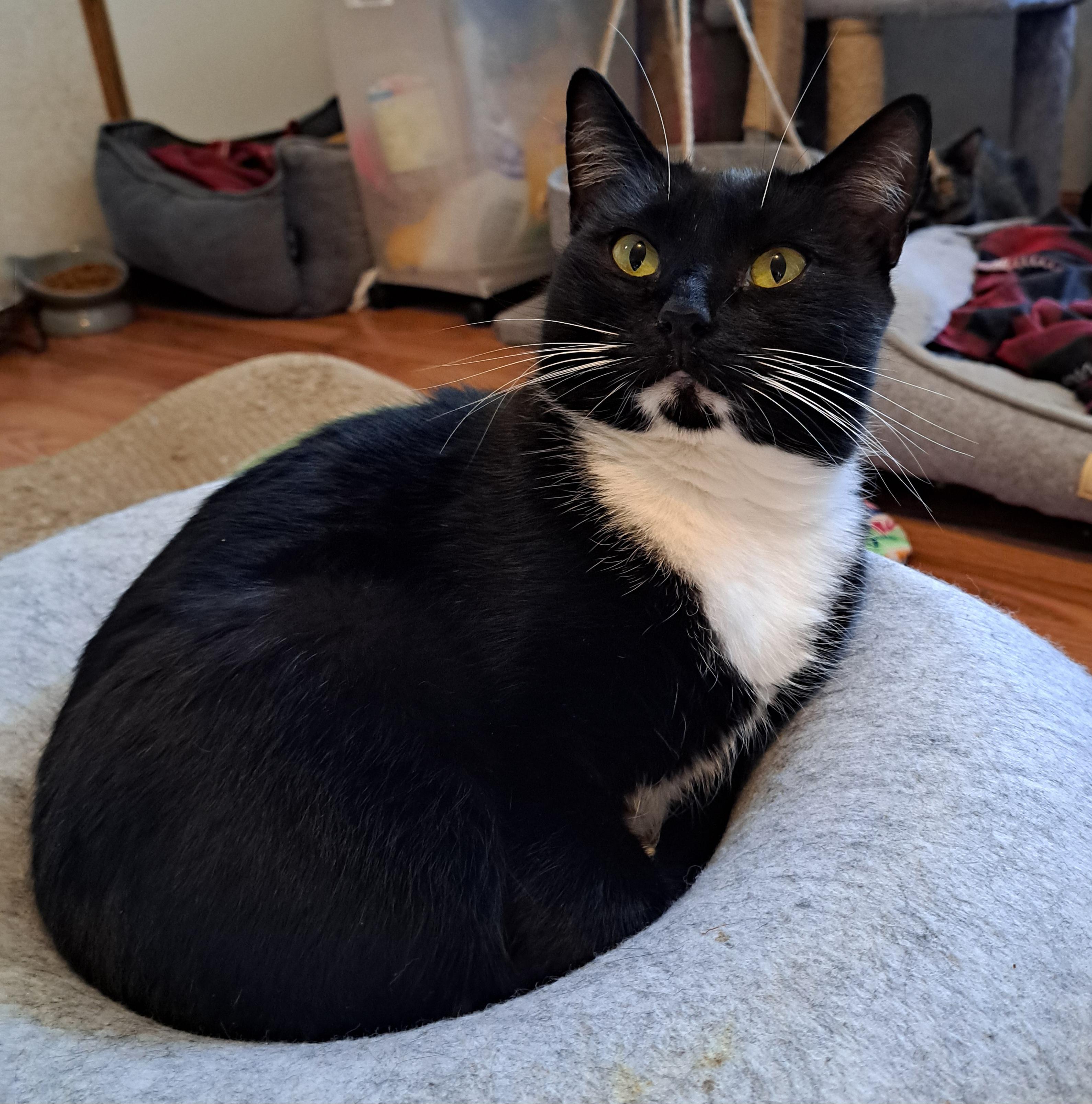 Priscilla, Adoptable, Adult Female Tuxedo.
