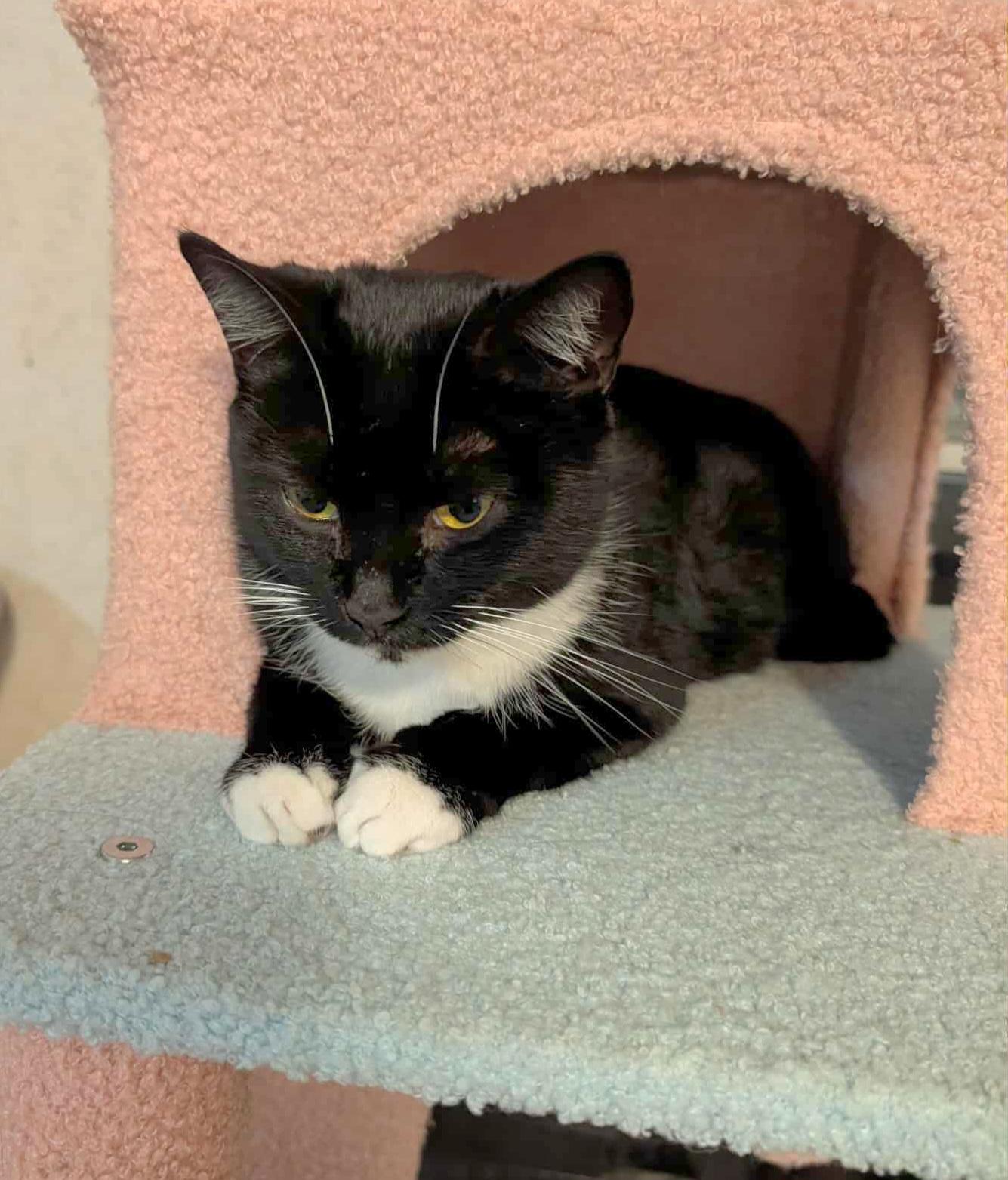 Enlarge Priscilla, a Adoptable Tuxedo in Granite Falls, NC image 3/6