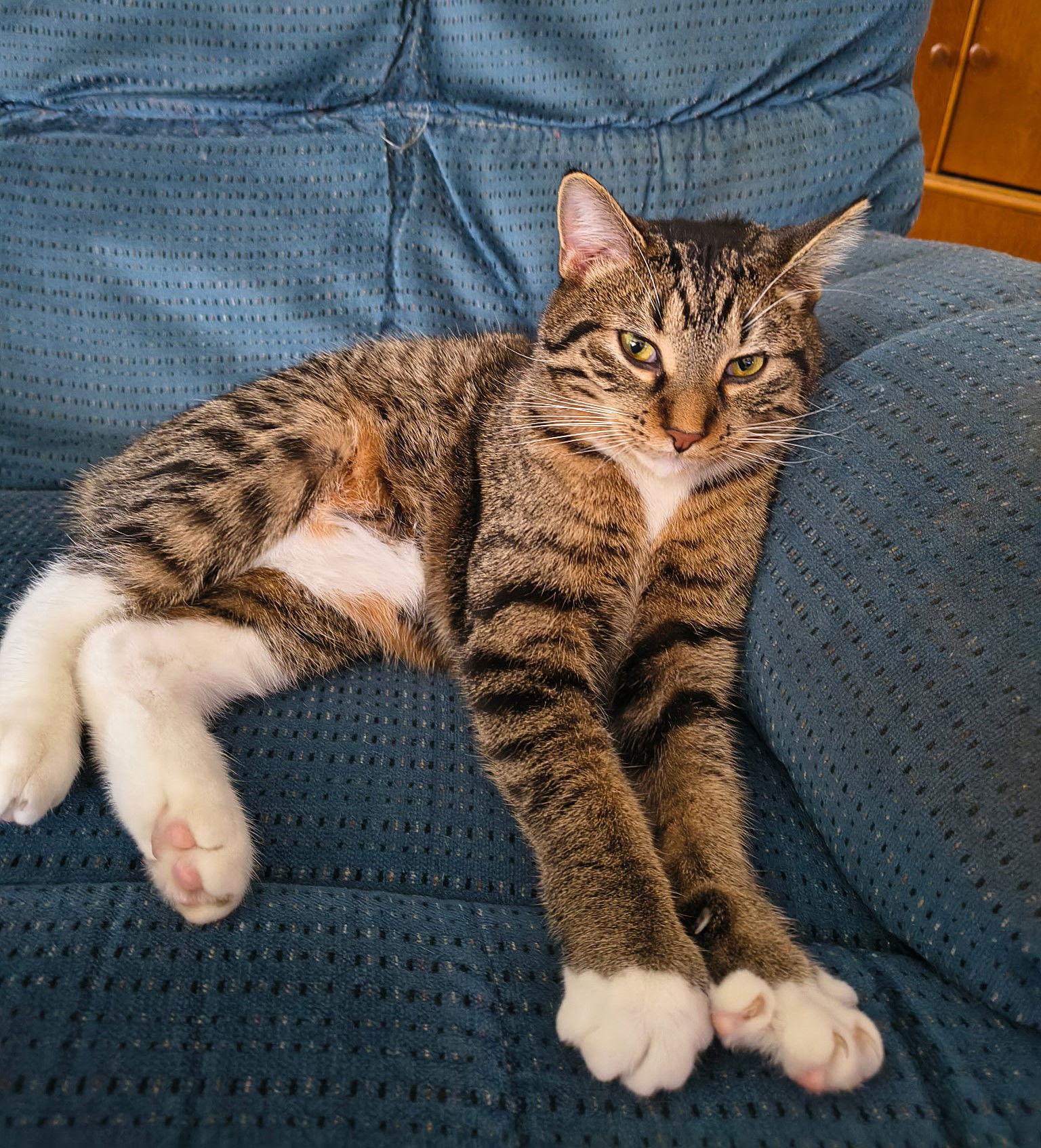 Timber, a Adoptable mixed breed in Traverse City, MI image 1/3