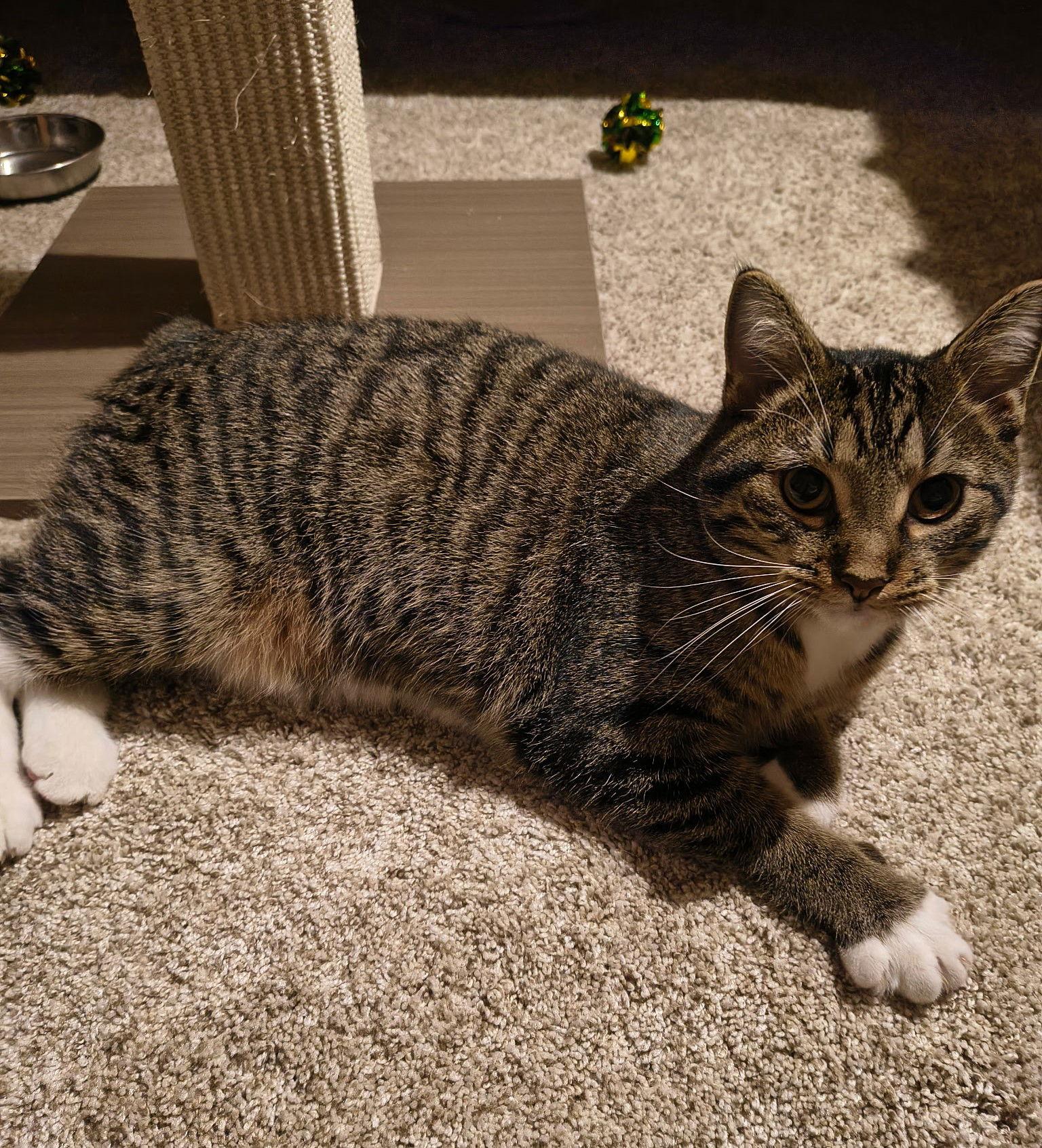 Timber, a Adoptable mixed breed in Traverse City, MI image 2/3