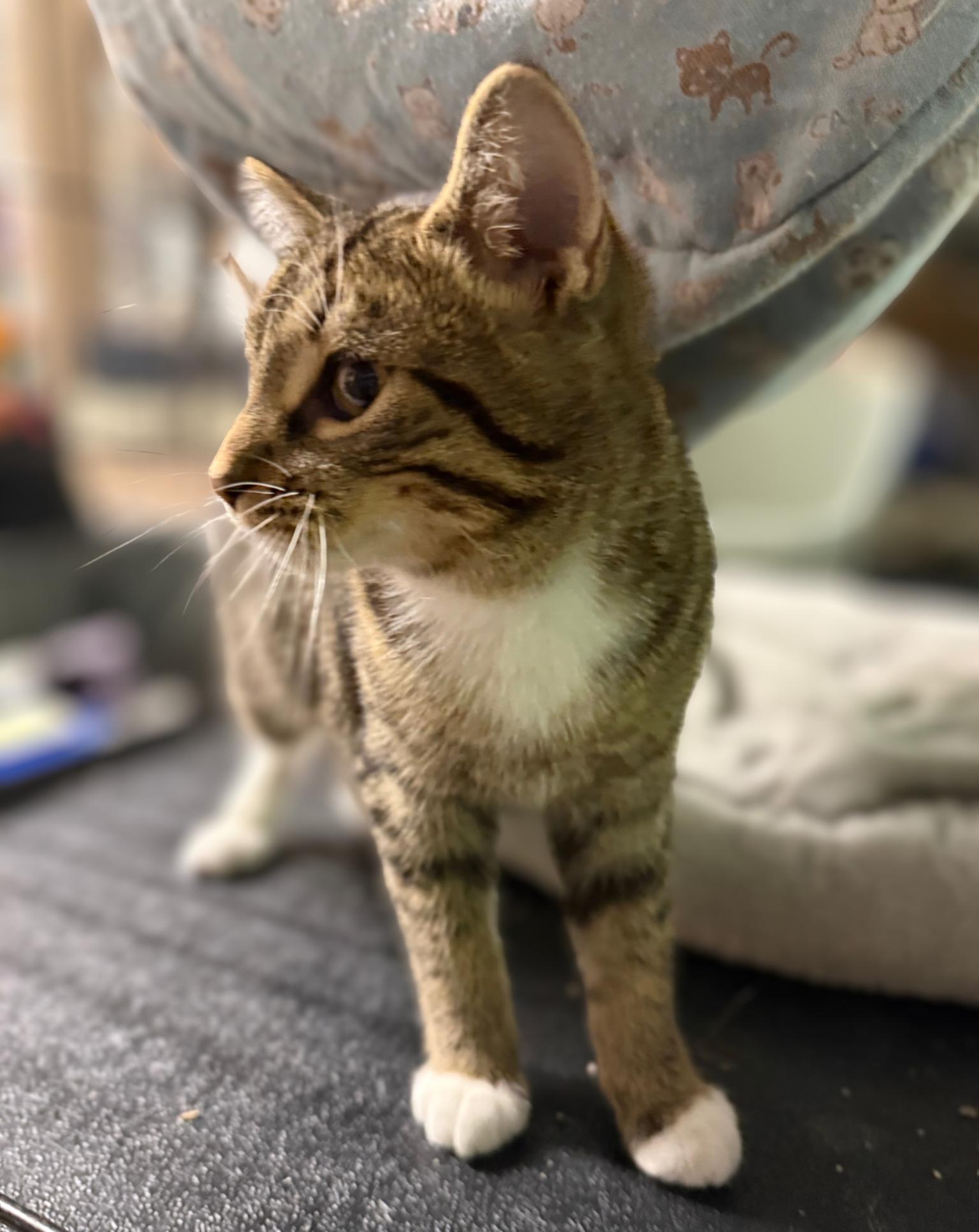 Timber, a Adoptable mixed breed in Traverse City, MI image 3/3