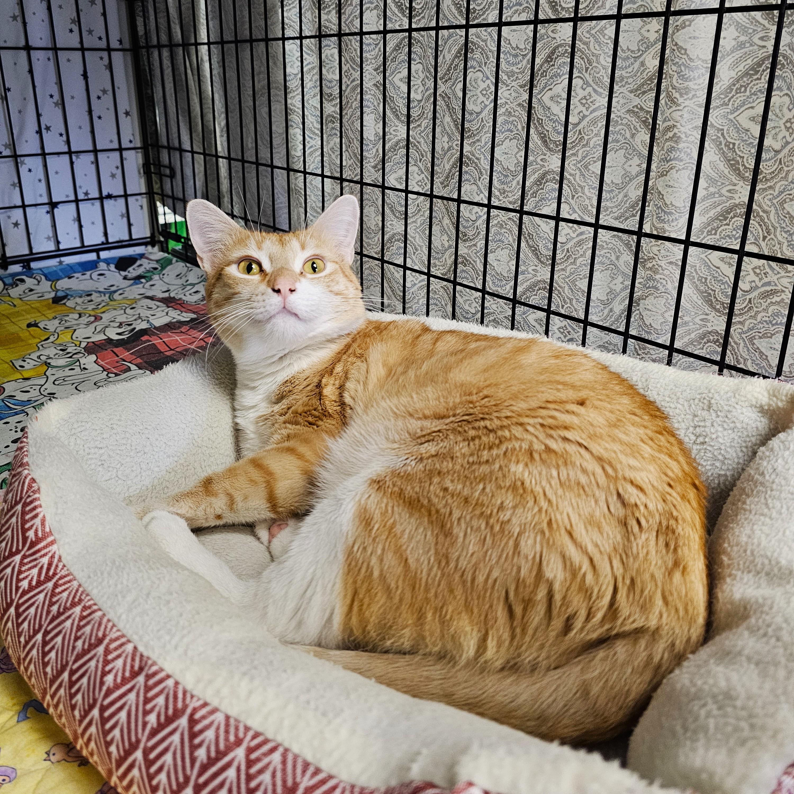 Cooper, adopted, Adult Male Domestic Short Hair.