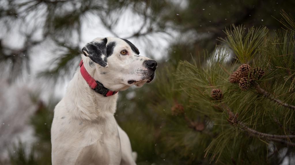 Enlarge Captain, a Adoptable mixed breed in Gillette, WY image 1/6