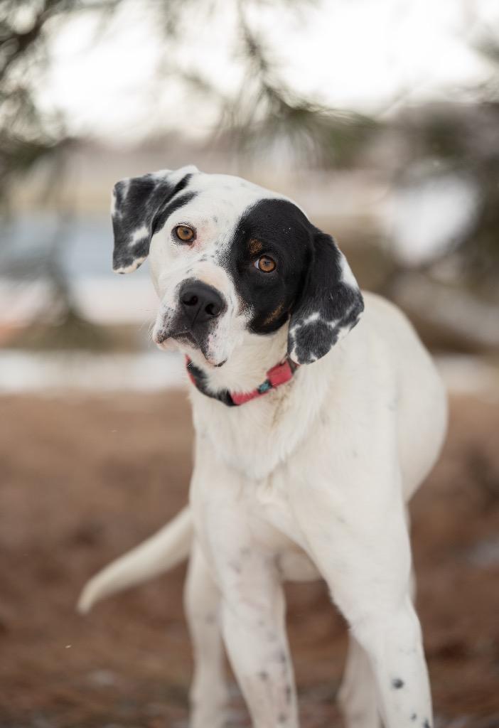 Enlarge Captain, a Adoptable mixed breed in Gillette, WY image 3/6