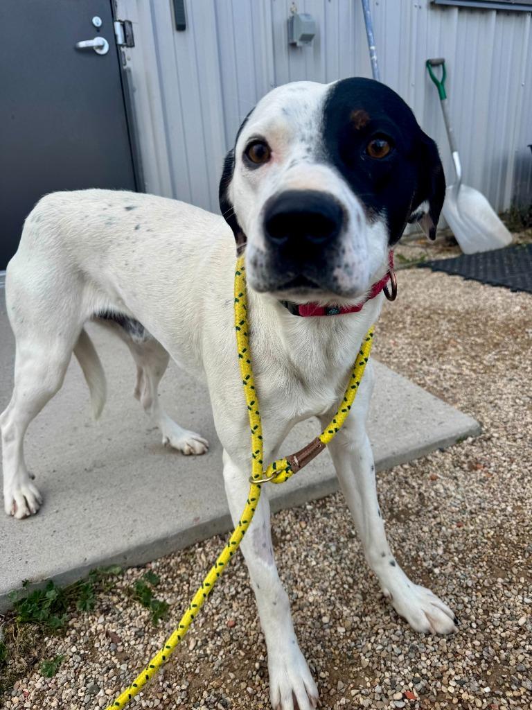 Enlarge Captain, a Adoptable mixed breed in Gillette, WY image 6/6