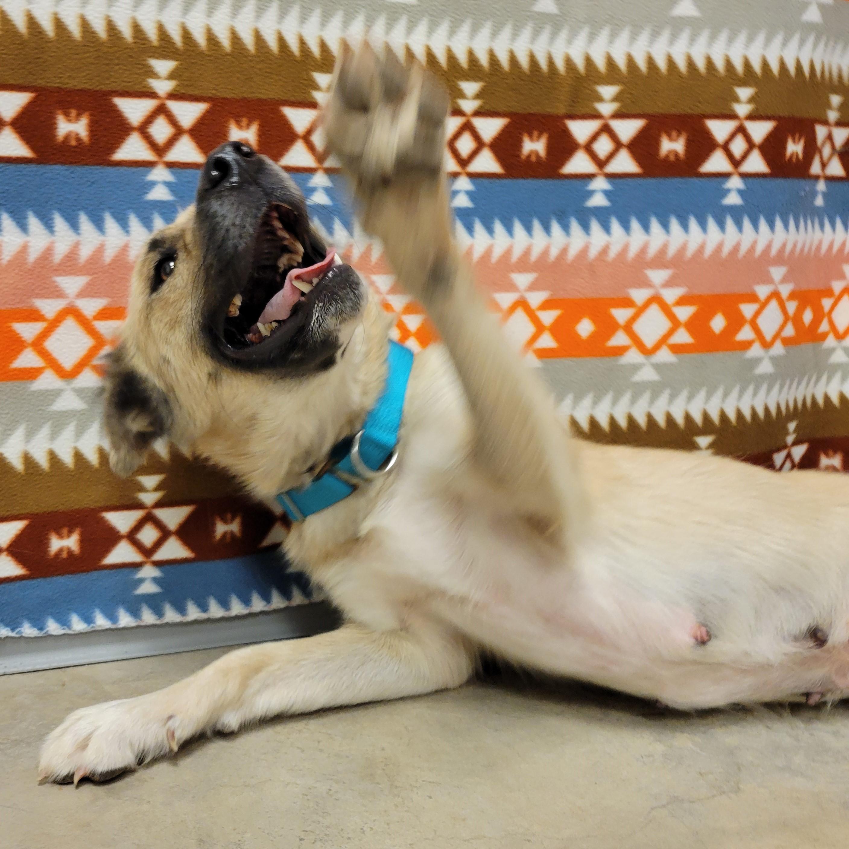 Enlarge Biscotti, a Adoptable mixed breed in ALPINE, TX image 5/6