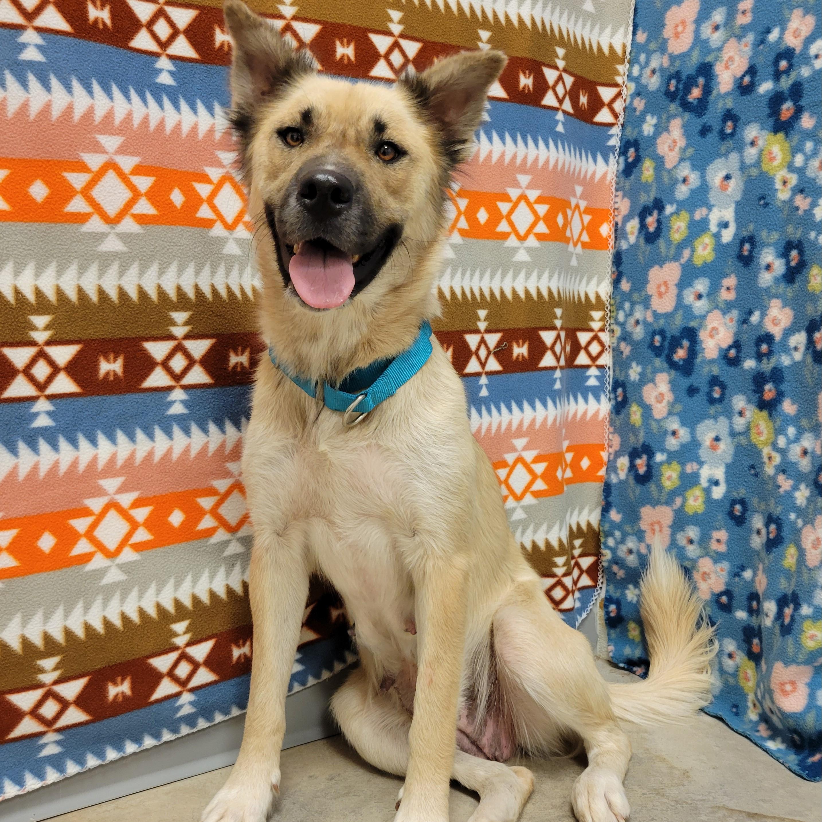 Biscotti, Adoptable, Adult Female Shepherd.