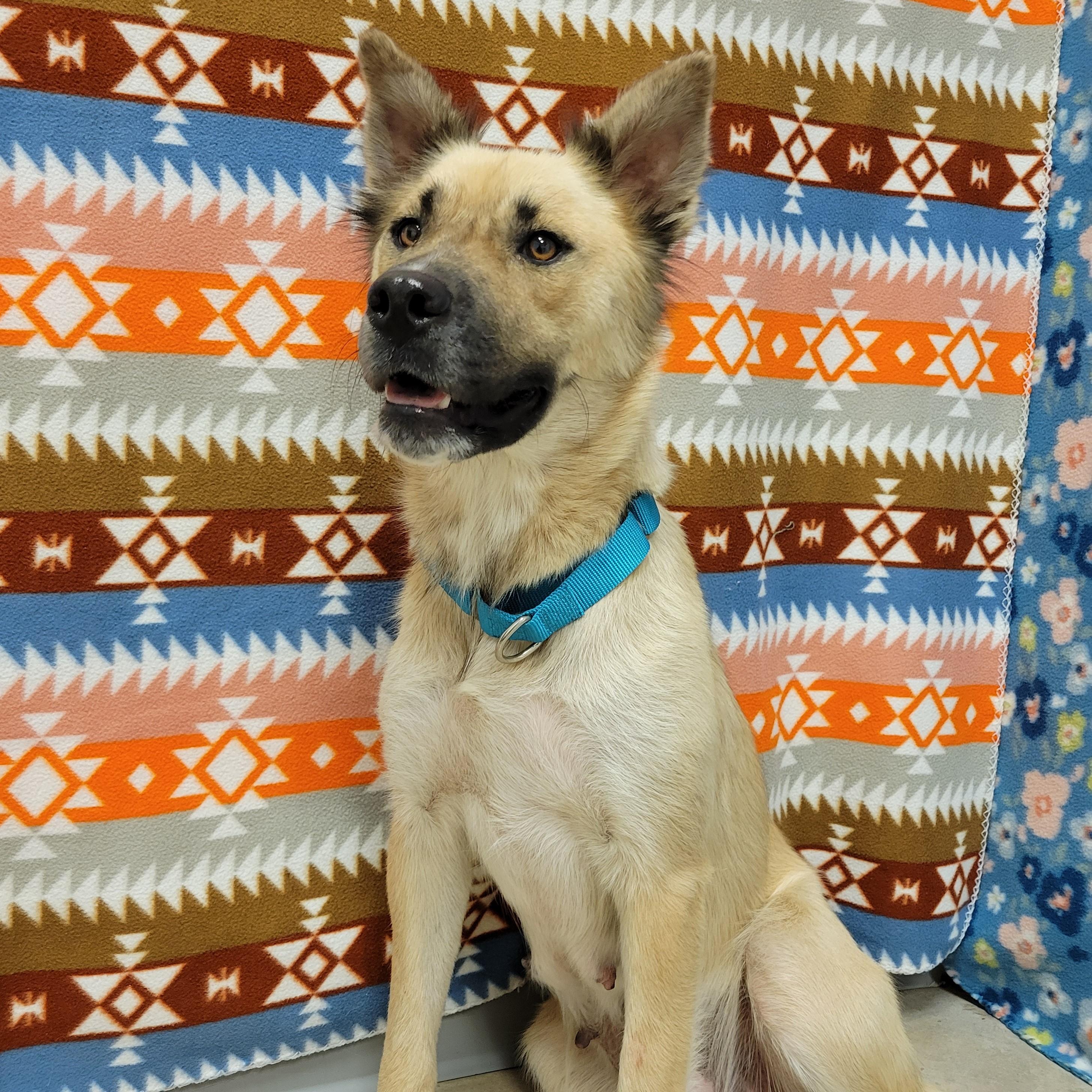 Enlarge Biscotti, a Adoptable mixed breed in ALPINE, TX image 6/6