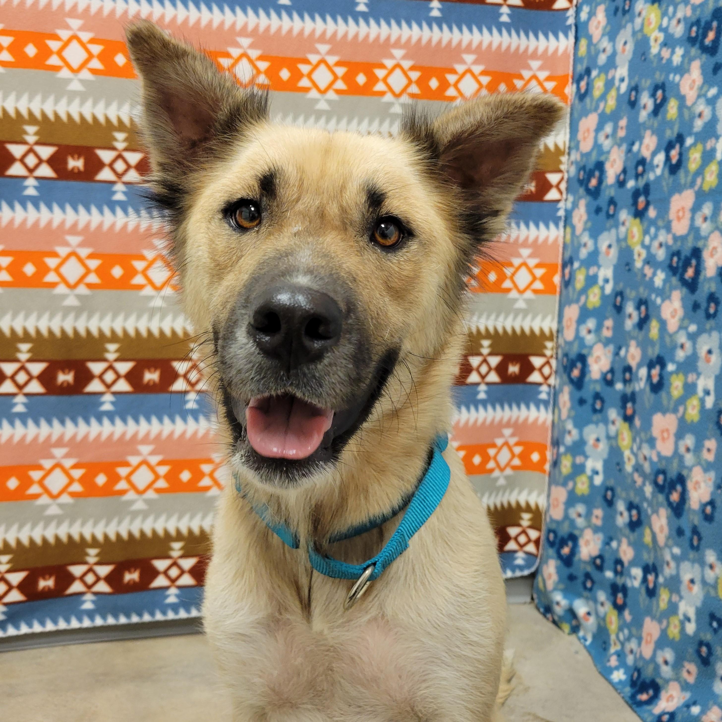 Enlarge Biscotti, a Adoptable mixed breed in ALPINE, TX image 3/6