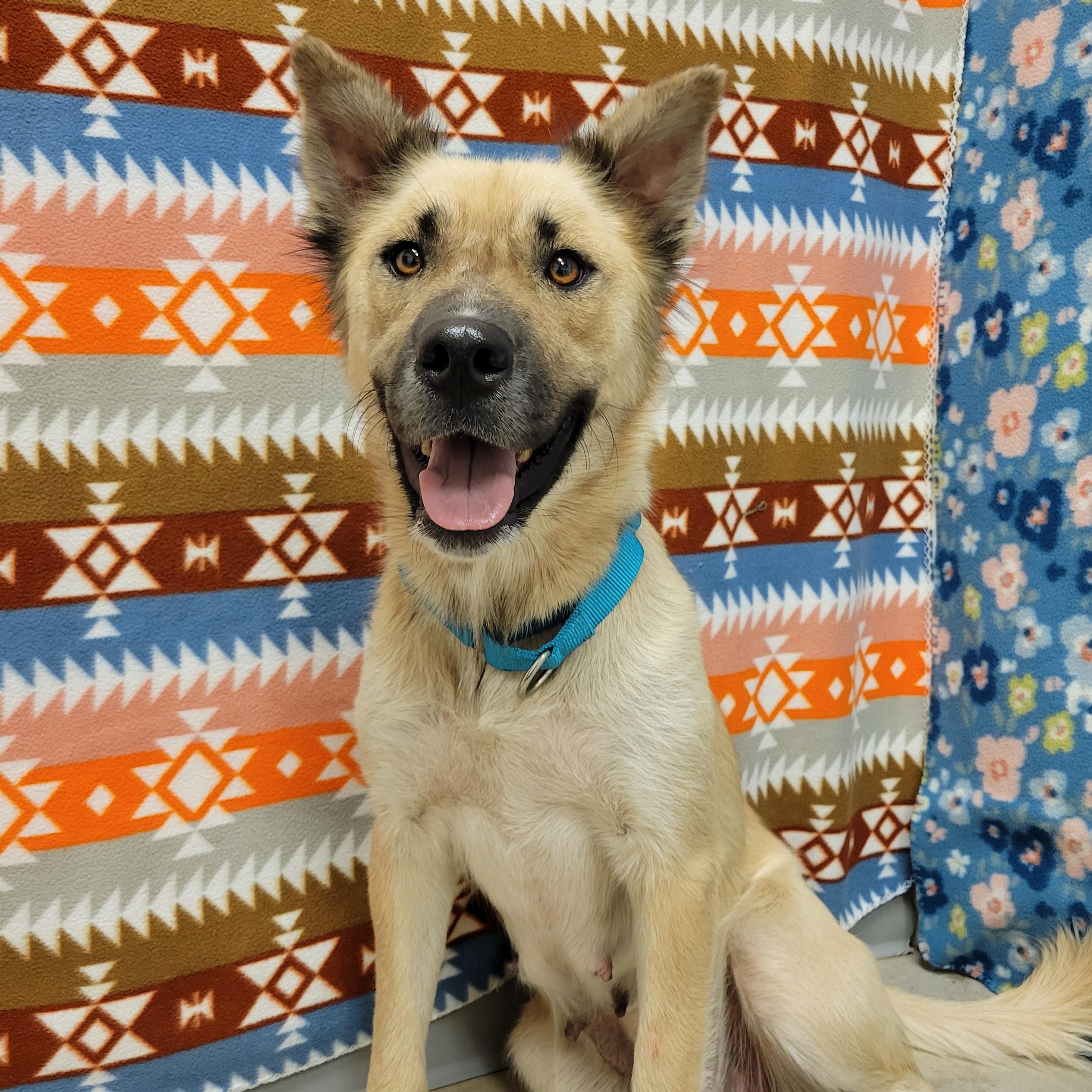 Enlarge Biscotti, a Adoptable mixed breed in ALPINE, TX image 2/6