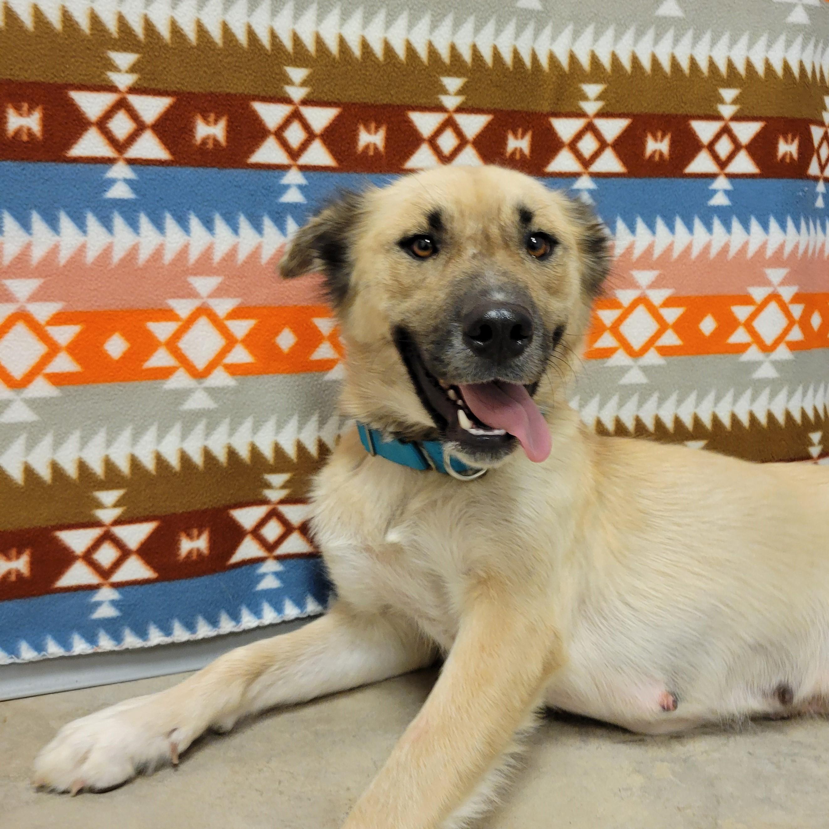 Enlarge Biscotti, a Adoptable mixed breed in ALPINE, TX image 4/6