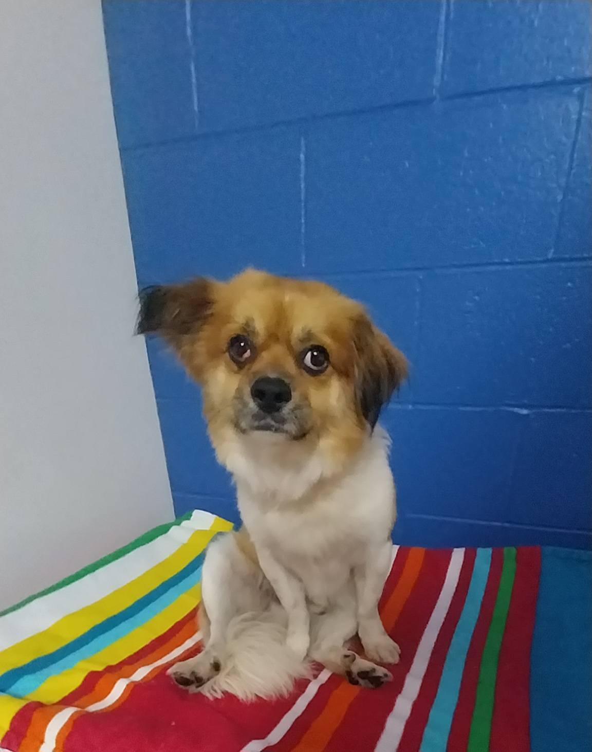Enlarge Bagel (Bagel Chip), a ADOPTABLE Mixed Breed in Cape May Court House, NJ image 1/1