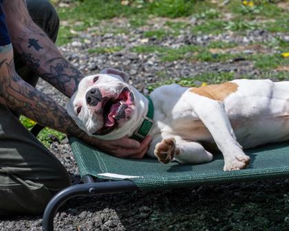 Enlarge Tucker, a Adoptable mixed breed in Hamilton, NJ image 1/3