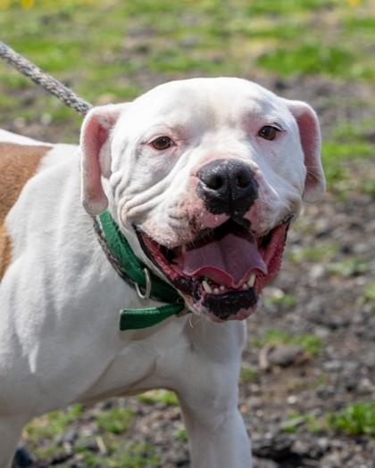 Enlarge Tucker, a Adoptable mixed breed in Hamilton, NJ image 2/3