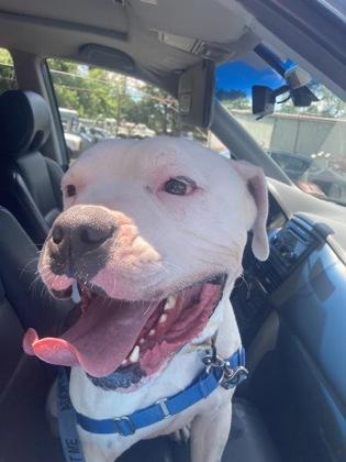 Enlarge Tucker, a Adoptable mixed breed in Hamilton, NJ image 3/3