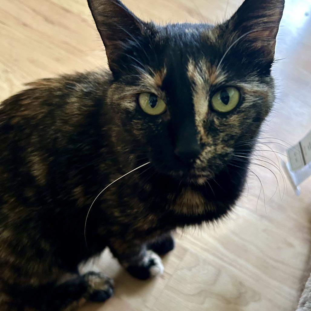 Ginger, a Adoptable Domestic Short Hair in Huntsville, AL image 2/2