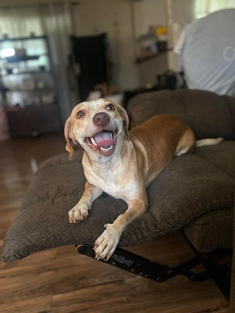 Lani, ADOPTABLE, Young Female Beagle & Chihuahua.