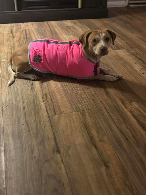 Enlarge Lani, a ADOPTABLE mixed breed in oakland, CA image 2/4