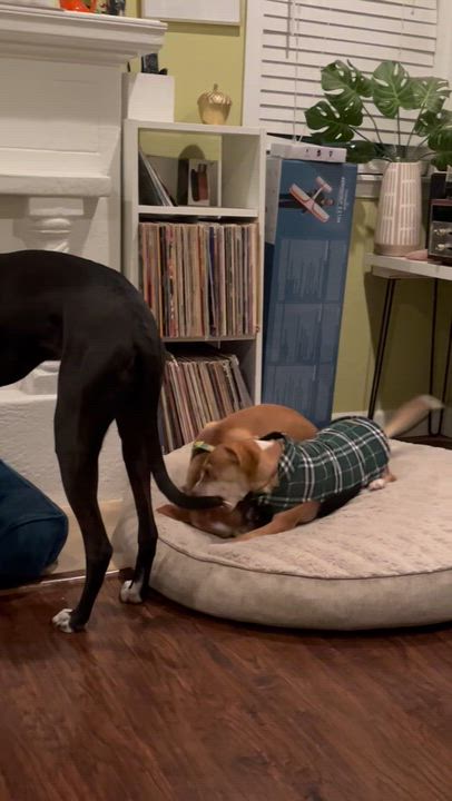 Enlarge Lani, a ADOPTABLE mixed breed in oakland, CA video 3/4