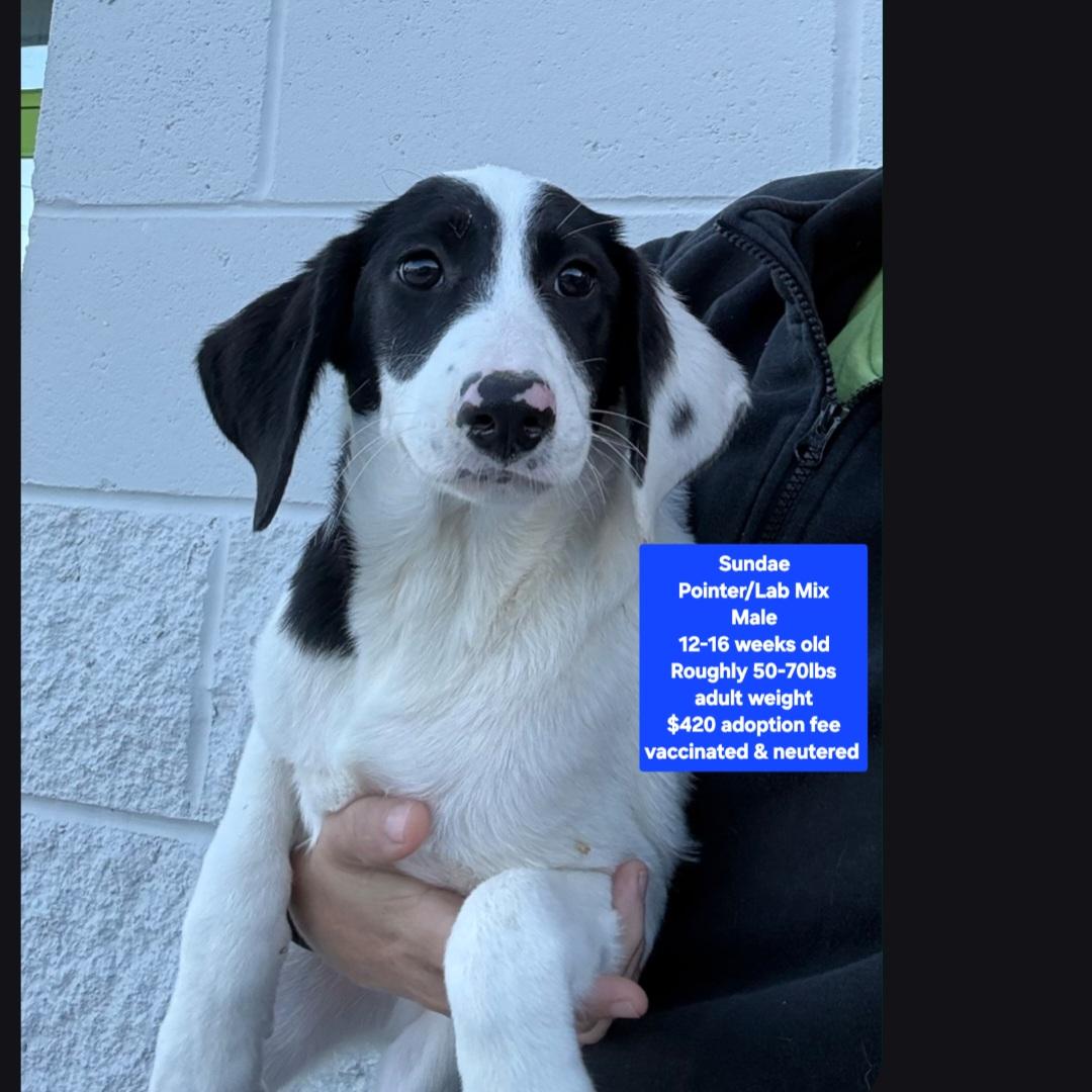 Sundae, Adoptable, Puppy Male Pointer & Labrador Retriever.