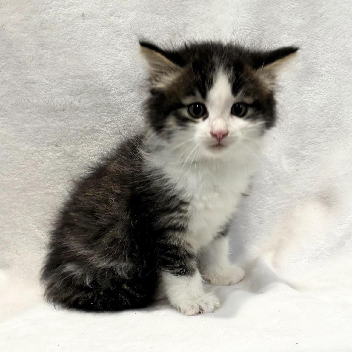 Enlarge PRESLEY, an adopted Domestic Medium Hair in Tillsonburg, ON image 1/2