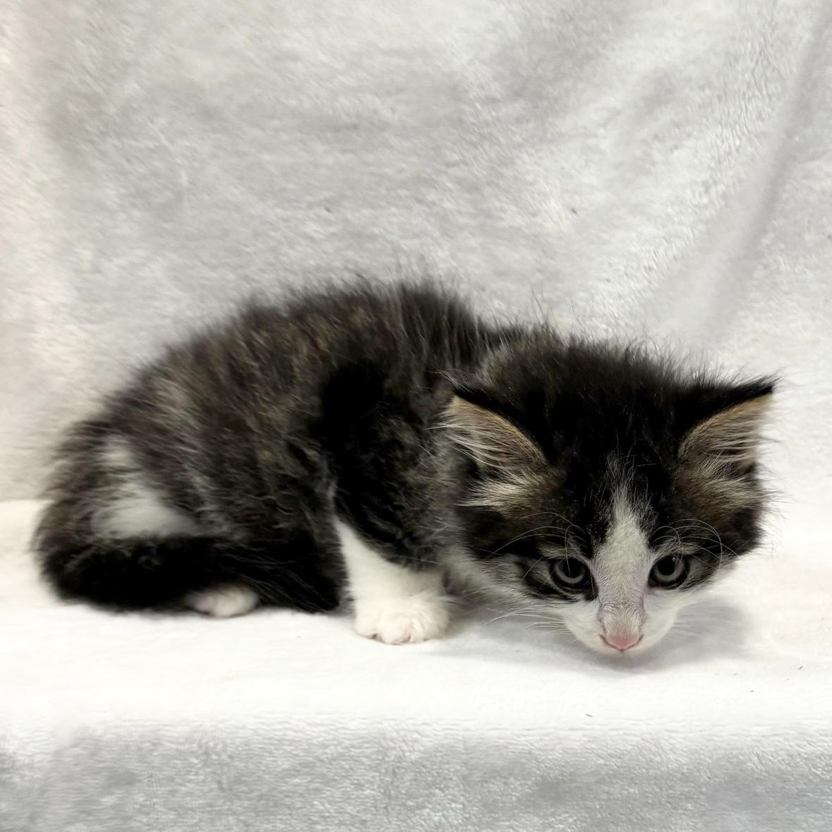 Enlarge PRESLEY, an adopted Domestic Medium Hair in Tillsonburg, ON image 2/2