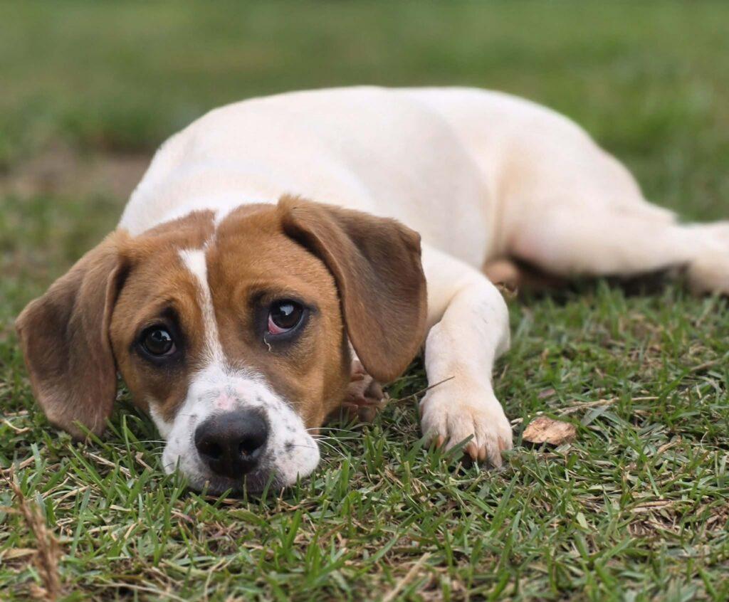 Loretta, a ADOPTABLE mixed breed in Red Hook, NY image 2/6