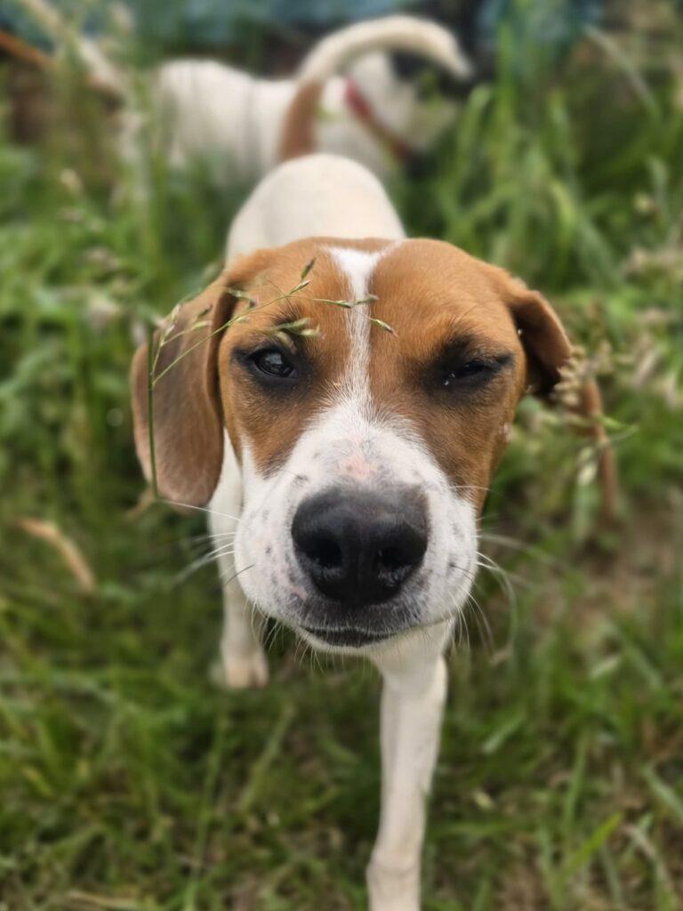 Loretta, a ADOPTABLE mixed breed in Red Hook, NY image 3/6