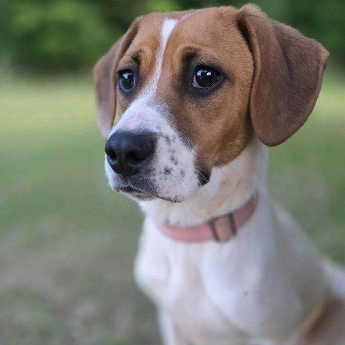 Loretta, a ADOPTABLE mixed breed in Red Hook, NY image 1/6