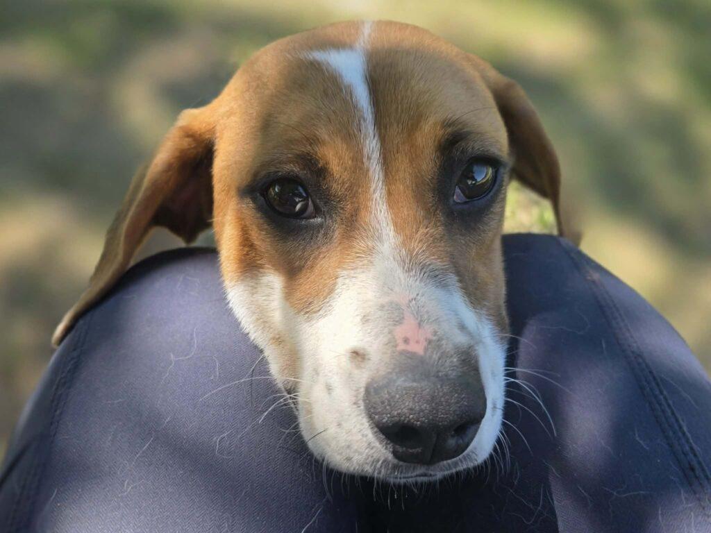 Loretta, a ADOPTABLE mixed breed in Red Hook, NY image 4/6