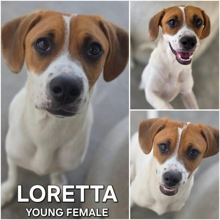 Loretta, a ADOPTABLE mixed breed in Red Hook, NY image 6/6