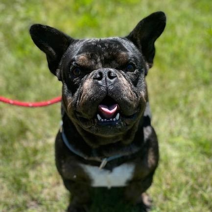 Biggie Smalls, adopted, Adult Male French Bulldog.