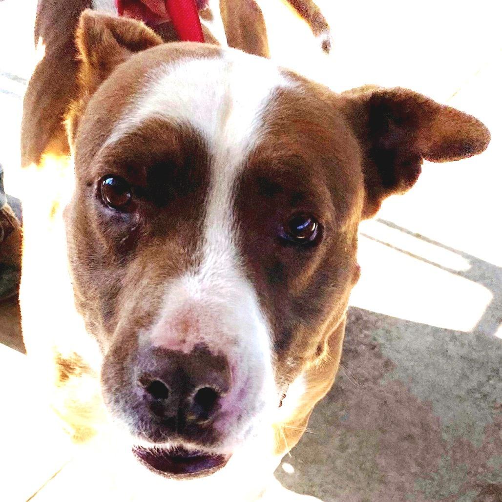 Trixie, a Adoptable American Staffordshire Terrier in Pagosa Springs, CO image 1/3