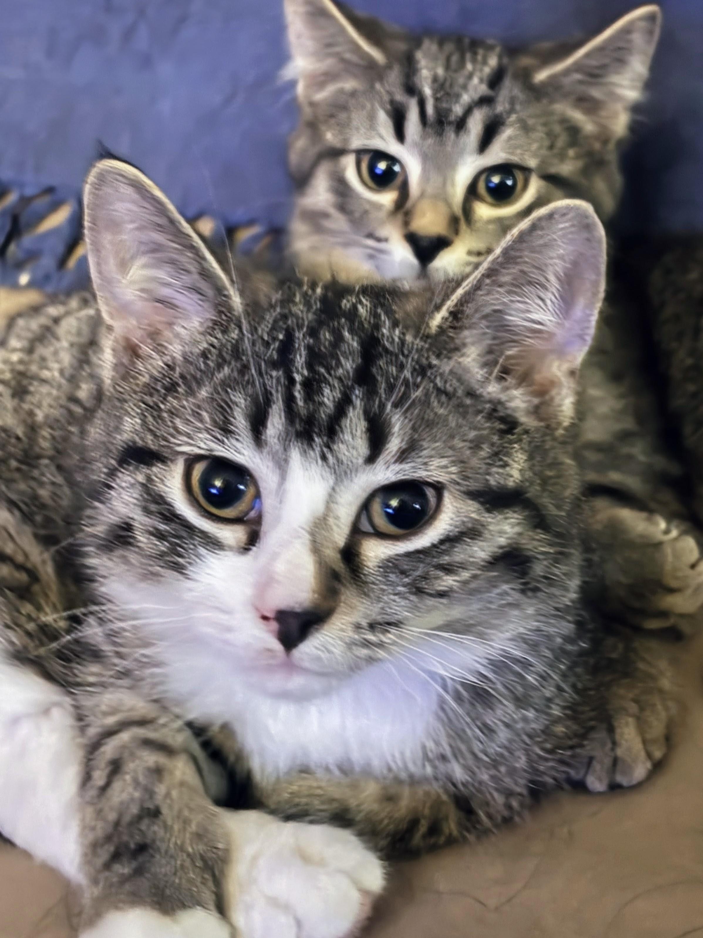 Enlarge Elsa (and Maude), a Adoptable Domestic Short Hair in Johnsburg, IL image 4/4
