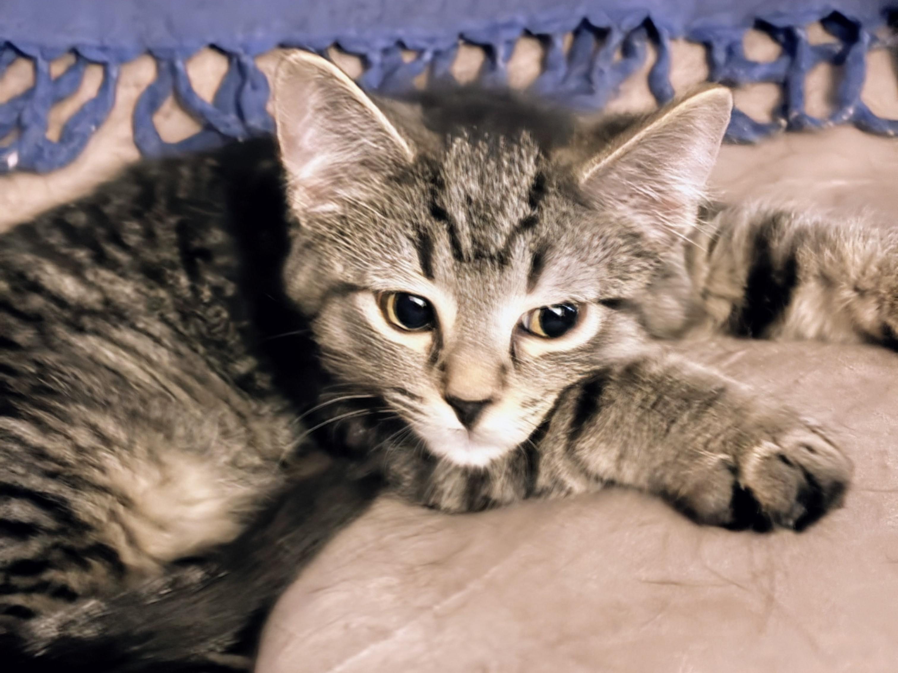 Enlarge Elsa (and Maude), a Adoptable Domestic Short Hair in Johnsburg, IL image 2/4