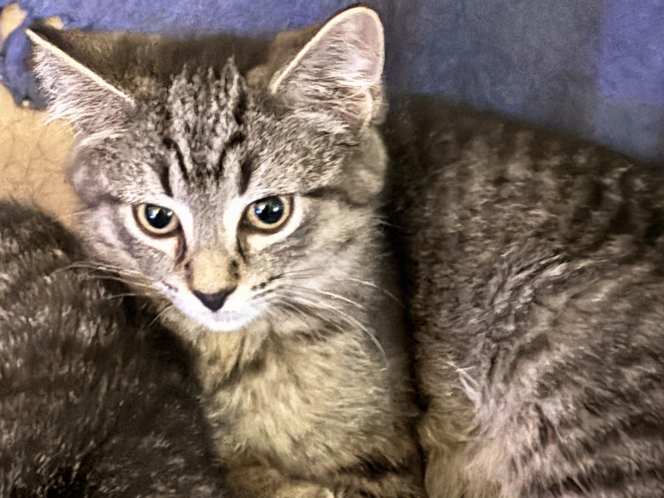 Enlarge Elsa (and Maude), a Adoptable Domestic Short Hair in Johnsburg, IL image 3/4