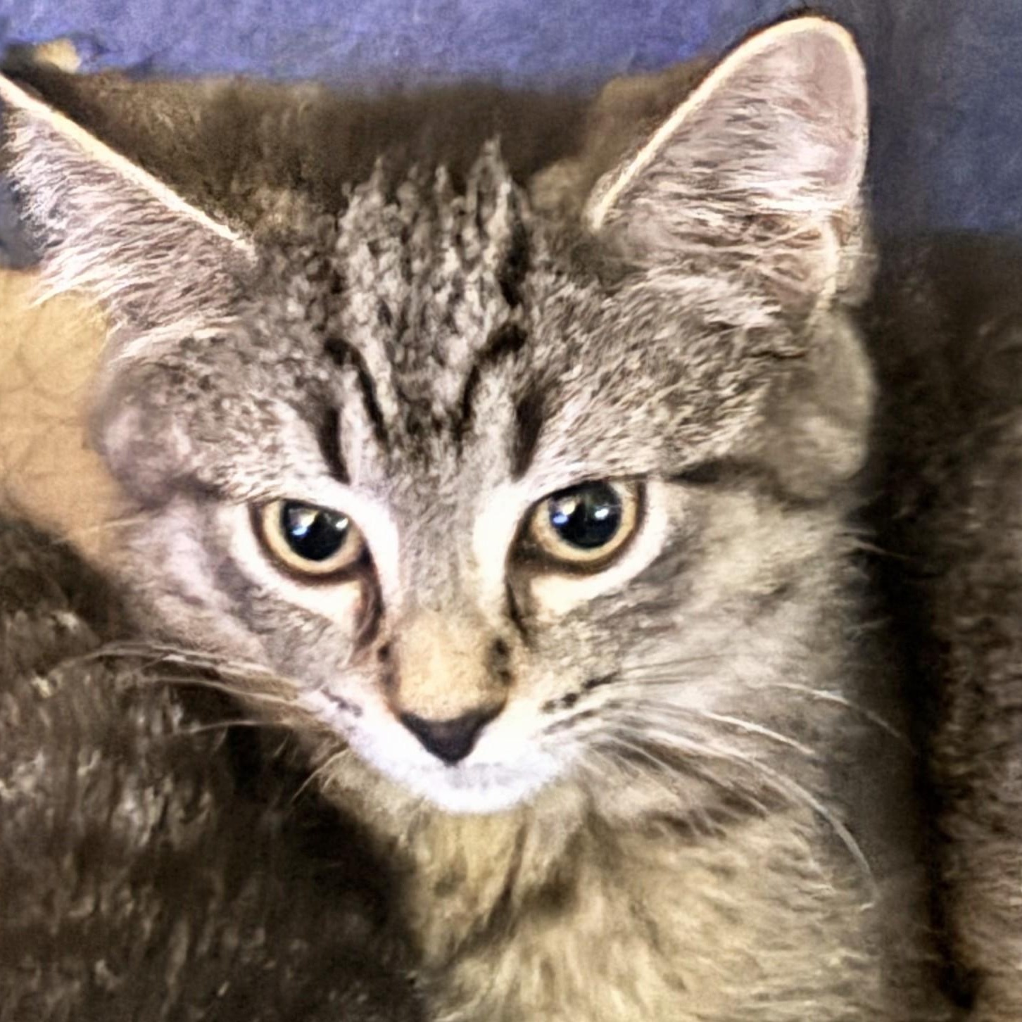 Enlarge Elsa, a Adoptable Domestic Short Hair in Johnsburg, IL image 1/3