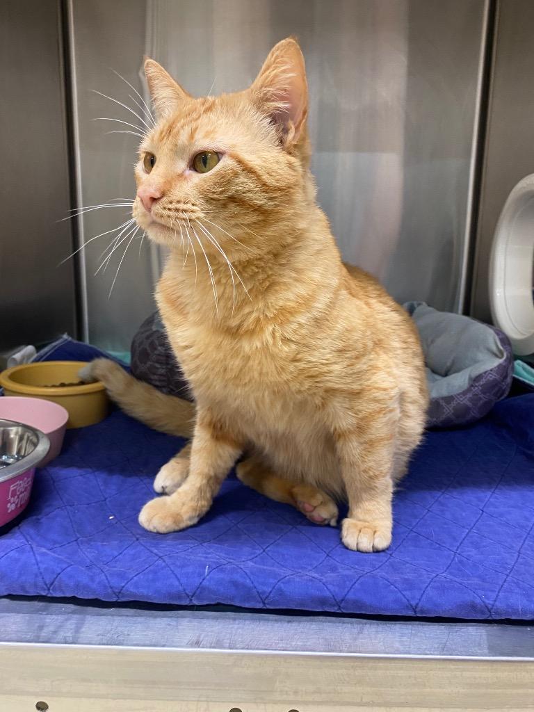 Enlarge Darius, a Adoptable American Shorthair in Seven Points, TX image 1/1