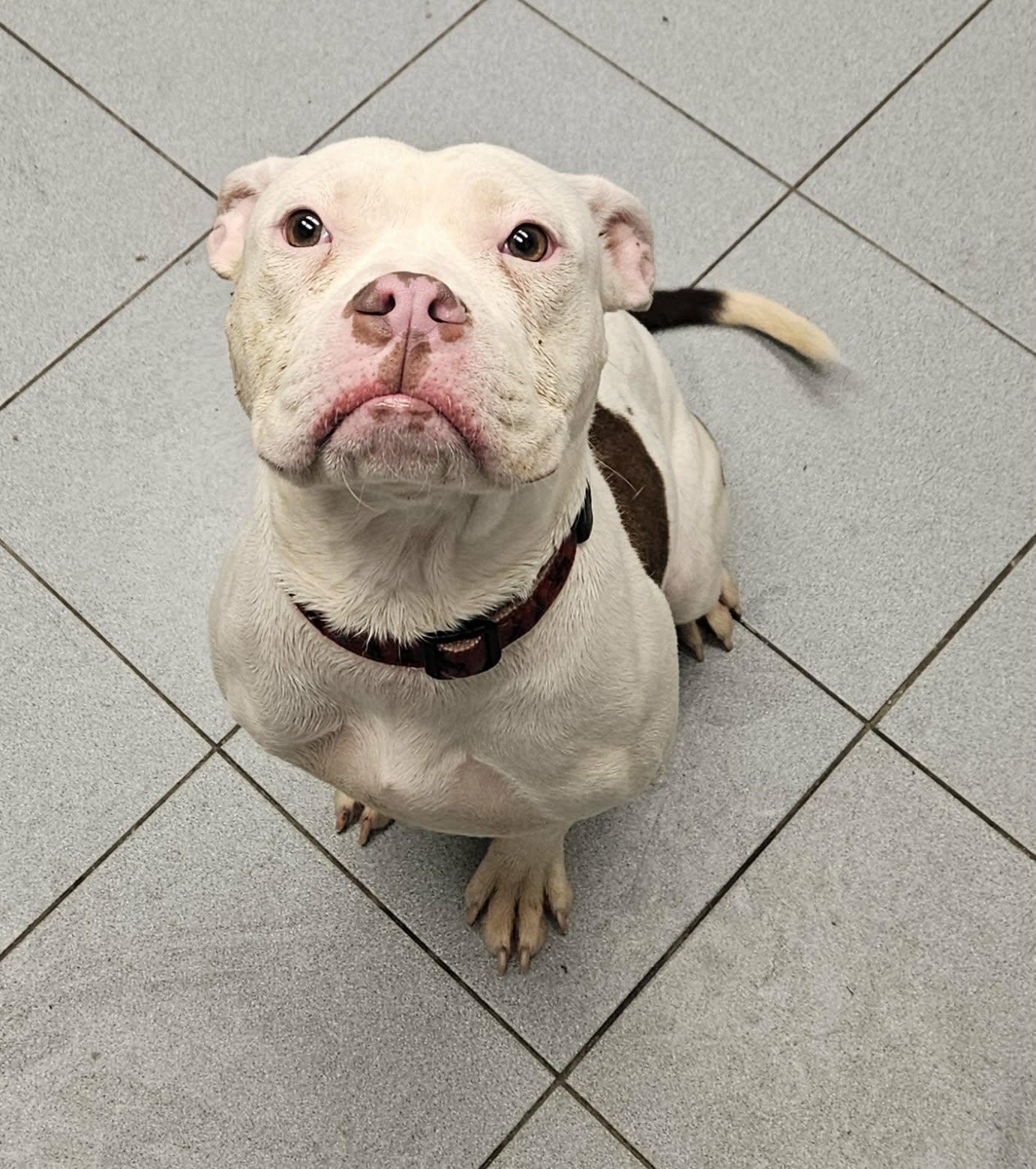 Stacey, a ADOPTABLE mixed breed in Buffalo, NY image 6/6