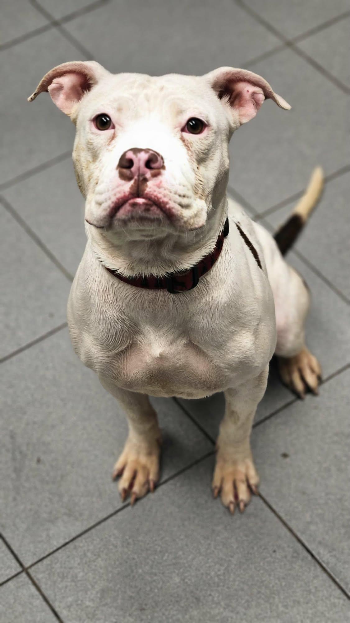 Stacey, a ADOPTABLE mixed breed in Buffalo, NY image 5/6