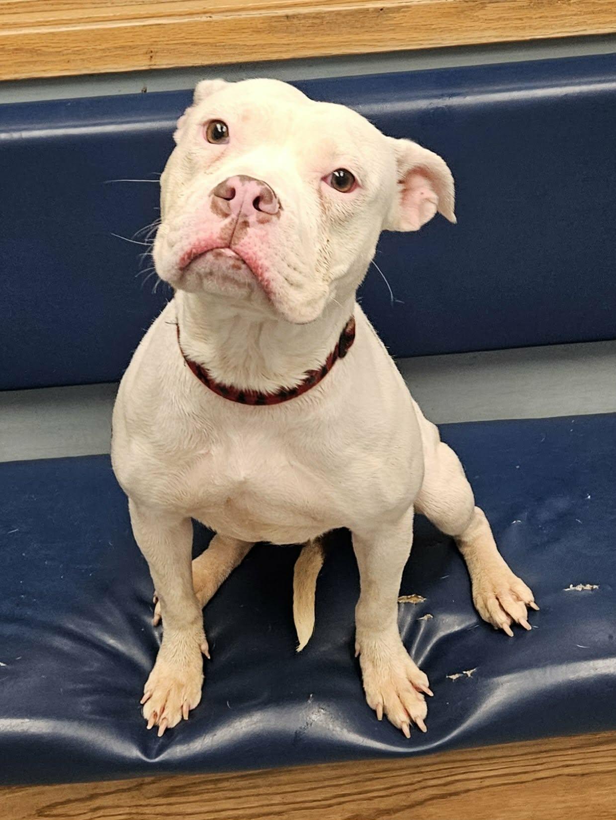 Stacey, a ADOPTABLE mixed breed in Buffalo, NY image 3/6